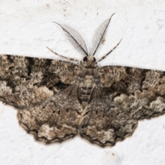 Unplaced externaria (Mahogany Bark Moth) at Melba, ACT - 26 Oct 2021 by kasiaaus