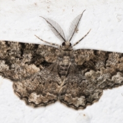 Unplaced externaria (Mahogany Bark Moth (formerly Hypomecis externaria)) at Melba, ACT - 26 Oct 2021 by kasiaaus
