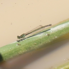 Ischnura aurora (Aurora Bluetail) at Hume, ACT - 1 Jan 2022 by RodDeb