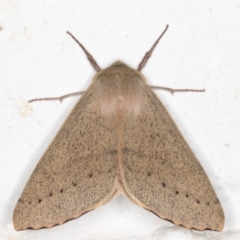 Arhodia lasiocamparia at Melba, ACT - 26 Oct 2021 11:59 PM