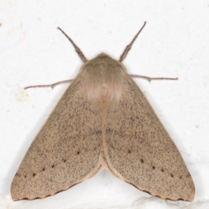 Arhodia lasiocamparia at Melba, ACT - 26 Oct 2021 11:59 PM