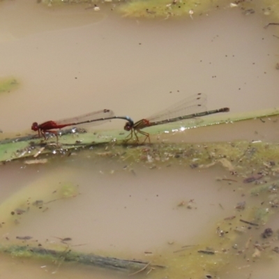 Xanthagrion erythroneurum (Red & Blue Damsel) at Hume, ACT - 1 Jan 2022 by RodDeb