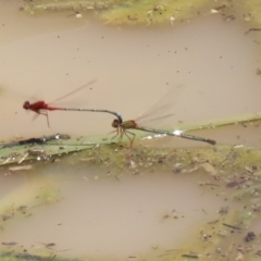 Xanthagrion erythroneurum at Hume, ACT - 1 Jan 2022