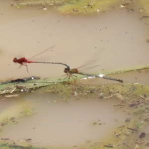 Xanthagrion erythroneurum at Hume, ACT - 1 Jan 2022 12:46 PM