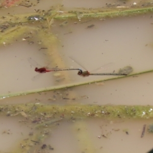 Xanthagrion erythroneurum at Hume, ACT - 1 Jan 2022 12:46 PM