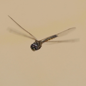 Hemicordulia tau at Hume, ACT - 1 Jan 2022 12:49 PM