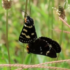 Phalaenoides tristifica (Willow-herb Day-moth) at Hume, ACT - 1 Jan 2022 by RodDeb