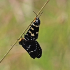 Phalaenoides tristifica at Hume, ACT - 1 Jan 2022