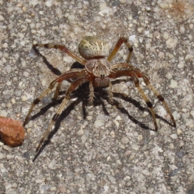 Salsa fuliginata (Sooty Orb-weaver) at Hume, ACT - 1 Jan 2022 by RodDeb