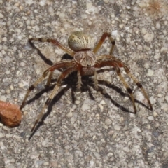 Cyclosa fuliginata (species-group) (An orb weaving spider) at Hume, ACT - 1 Jan 2022 by RodDeb
