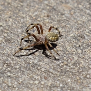 Salsa fuliginata at Hume, ACT - 1 Jan 2022