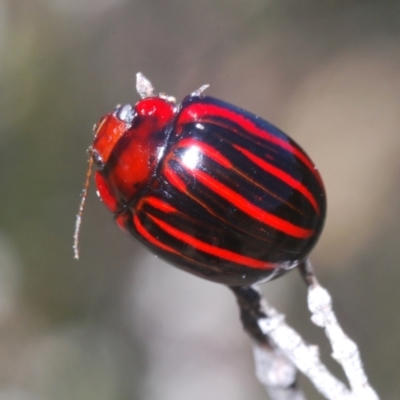 Paropsisterna semivittata (Eucalyptus leaf beetle) at QPRC LGA - 30 Dec 2021 by Harrisi