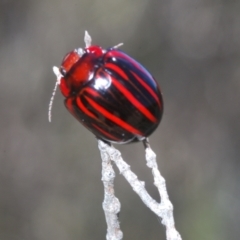Paropsisterna semivittata at Wyanbene, NSW - 30 Dec 2021