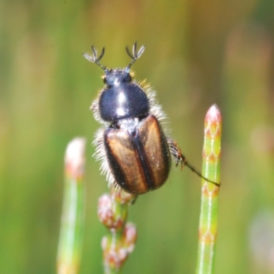 Melolonthinae (subfamily) (Cockchafer) at Wyanbene, NSW - 30 Dec 2021 by Harrisi