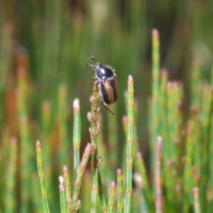 Melolonthinae (subfamily) at Wyanbene, NSW - 30 Dec 2021 12:11 PM