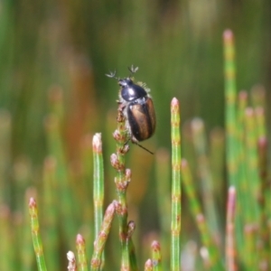 Melolonthinae (subfamily) at Wyanbene, NSW - 30 Dec 2021 12:11 PM