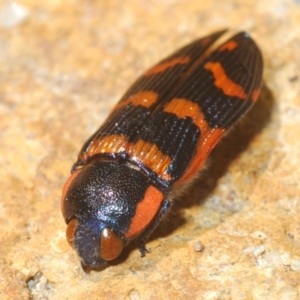 Temognatha mitchellii at Wyanbene, NSW - 30 Dec 2021 11:30 AM