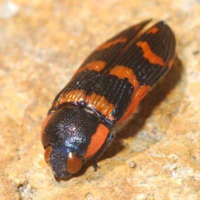 Temognatha mitchellii (Jewel beetle) at QPRC LGA - 30 Dec 2021 by Harrisi