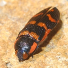 Temognatha mitchellii (Jewel beetle) at Wyanbene, NSW - 30 Dec 2021 by Harrisi