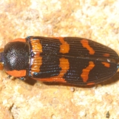 Temognatha mitchellii at Wyanbene, NSW - 30 Dec 2021 11:30 AM