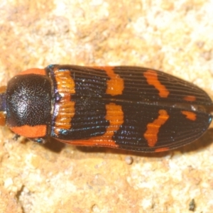 Temognatha mitchellii at Wyanbene, NSW - 30 Dec 2021 11:30 AM