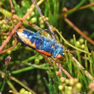 Temognatha mitchellii at Wyanbene, NSW - 30 Dec 2021 11:30 AM