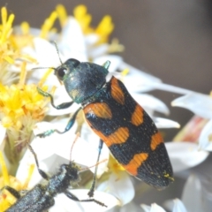 Castiarina helmsi (A jewel beetle) at Cotter River, ACT - 31 Dec 2021 by Harrisi