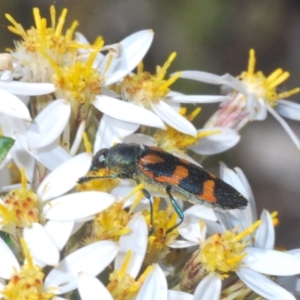 Castiarina helmsi at Cotter River, ACT - 31 Dec 2021