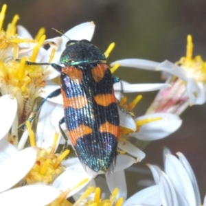 Castiarina helmsi at Cotter River, ACT - 31 Dec 2021