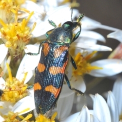 Castiarina helmsi at Cotter River, ACT - 31 Dec 2021 11:00 AM