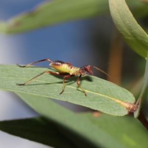 Torbia viridissima at Acton, ACT - 31 Dec 2021