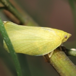 Siphanta acuta at Acton, ACT - 28 Dec 2021