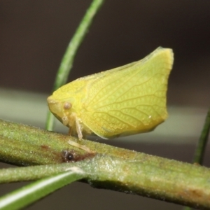 Siphanta acuta at Acton, ACT - 28 Dec 2021 11:50 AM