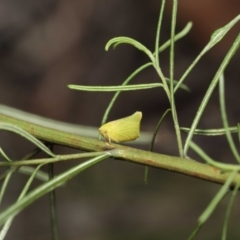 Siphanta acuta at Acton, ACT - 28 Dec 2021