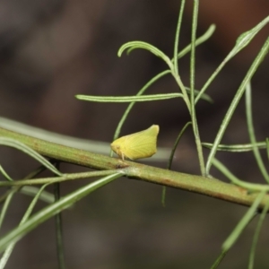 Siphanta acuta at Acton, ACT - 28 Dec 2021