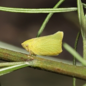 Siphanta acuta at Acton, ACT - 28 Dec 2021