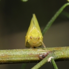 Siphanta acuta at Acton, ACT - 28 Dec 2021 11:50 AM