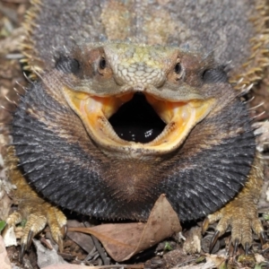 Pogona barbata at Acton, ACT - 31 Dec 2021