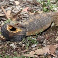 Pogona barbata at Acton, ACT - 31 Dec 2021