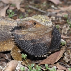 Pogona barbata at Acton, ACT - 31 Dec 2021