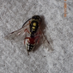 Aeolothynnus sp. (genus) (A flower wasp) at Queanbeyan, NSW - 19 Nov 2021 by FeralGhostbat