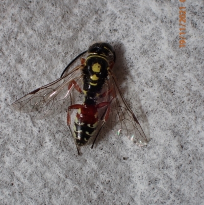 Aeolothynnus sp. (genus) (A flower wasp) at QPRC LGA - 18 Nov 2021 by Bugologist