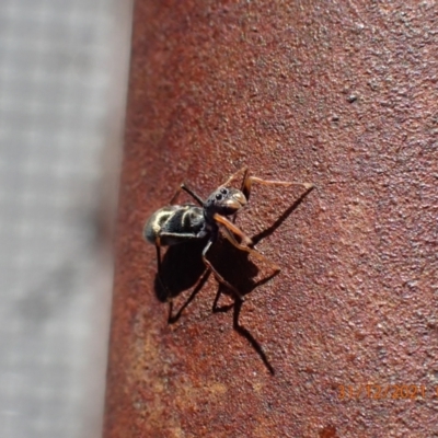 Myrmarachne (genus) (Unidentified Ant-mimic jumping spider) at Paddys River, ACT - 31 Dec 2021 by FeralGhostbat
