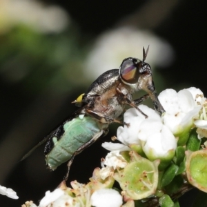 Odontomyia hunteri at Acton, ACT - 31 Dec 2021