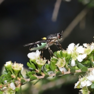 Odontomyia hunteri at Acton, ACT - 31 Dec 2021 11:38 AM