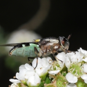 Odontomyia hunteri at Acton, ACT - 31 Dec 2021