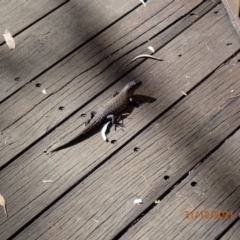 Egernia cunninghami (Cunningham's Skink) at Paddys River, ACT - 30 Dec 2021 by Ozflyfisher