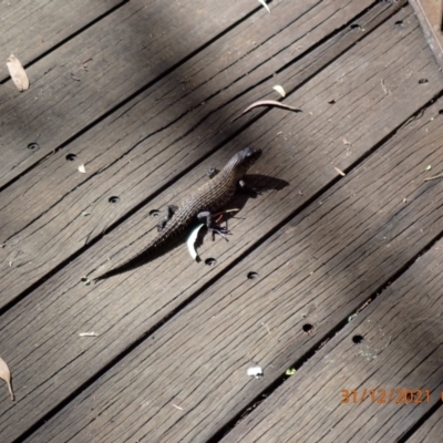 Egernia cunninghami (Cunningham's Skink) at Tidbinbilla Nature Reserve - 30 Dec 2021 by Ozflyfisher