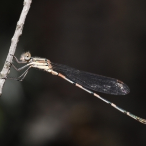 Austrolestes leda at Acton, ACT - 31 Dec 2021