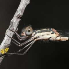 Austrolestes leda at Acton, ACT - 31 Dec 2021